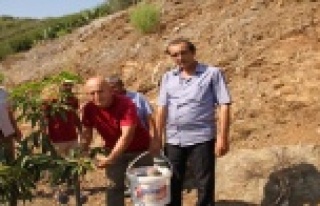 Alanyalı çiftçiler tropik meyvelere yöneldi