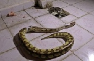 Balkondaki su giderinden Piton yılanı çıktı