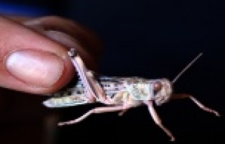 Çekirgeleri gelir kapısı oldu