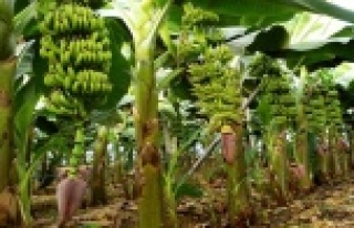 İthal muza ek vergi yerli üreticiyi mutlu etti