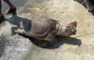 Ölü halde caretta caretta bulundu