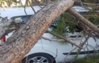 Dev çam ağacı gece araba ve evin üzerine devrildi