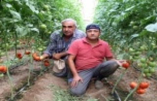 Domates merkezinden tüketiciye müjdeli haber