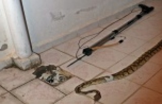 Evde yılan besleyen komşuya ceza