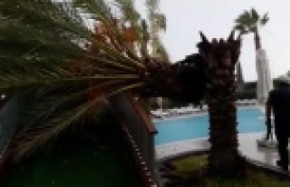 Fırtına otel havuzunda palmiyeyi ikiye böldü