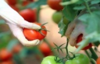 Güzlük domates hasadı başladı