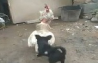 Kavga eden horozları ayırmaya çalışan yavru köpeğin...