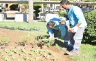 Kışlık çiçekler yeşil alanları süslemeye başladı