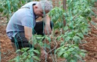 Solucan gübresi ile tarım uygulaması yapıldı