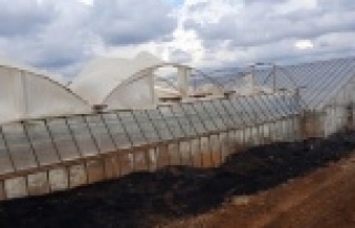 Yangında seralar zarar gördü