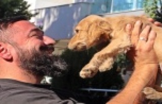 3 dilde komutları anlayan köpek çalındı