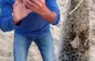 Alanya sahilinde balon balığı paniği