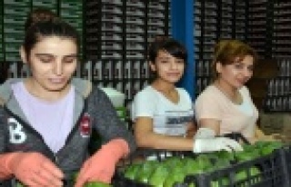 Binlerce Alanya Avokadosu Romanya'ya gönderildi