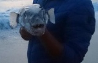 Balon balığı Alanya’yı tehdit ediyor!