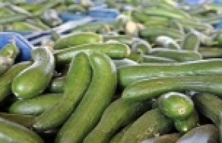 'Kasım' sıcağı, salatalık fiyatını...