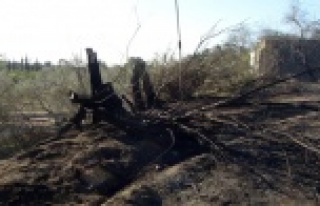 Komşuda 8,5 hektar alan yandı