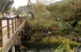 Naras Köprü girişinde bitkiler temizlendi