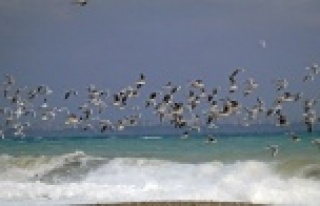 Sahili martılar istila etti