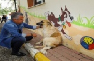 Sokak köpeğini tüfekle vurdular