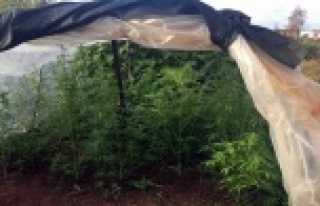 Alanya'da seraya uyuşturucu baskını