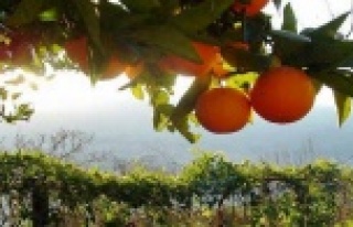 Alanya’da narenciye devri kapandı avokado devri...
