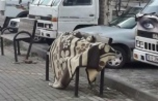 Alanya’da vicdanları sızlatan görüntü!