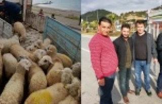 Alanyalı genç çiftçilere hayvanları teslim edildi