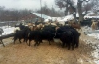 Alanya’nın kırsalında karda mahsur kalan çobanlar...