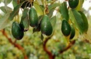 Avokado ilk defa yurt dışına gönderiliyor