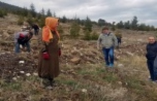 Bal Ormanı büyüyor