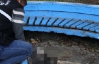 Caniler yavru kediyi yakarak öldürdü