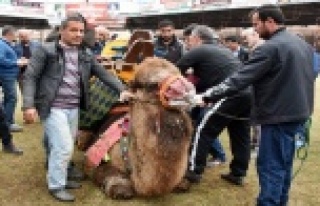 Develere temsili havut giydirme töreni yapıldı