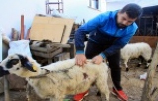 Gizemli koyun katliamı devam ediyor