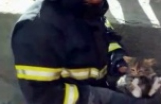 Mahsur kalan kediyi itfaiye kurtardı