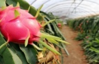 Pazarın yeni gözdesi Pitaya üreticiye servet kazandırıyor