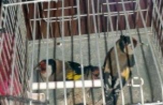 Saka ve Florya kuşları doğaya salındı