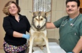 Sokak hayvanlarına beş yıldızlı hizmet