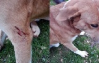 Vicdansızlar yavru köpeğe tüfekle ateş açtı
