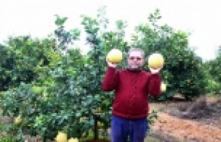 Yetiştirdiği meyveyle görenleri şaşırtıyor