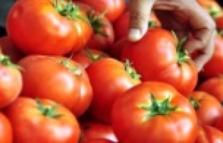 Yıllık domates ihracatında önemli karar