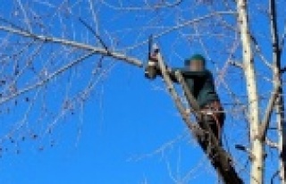 Alanya’da ağacı budarken düşen genç yaralandı