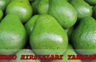 Alanya’da avokado hırsızı yakalandı