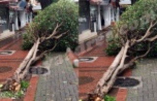 Alanya’da Hayate Hanım Caddesi yerle bir oldu!