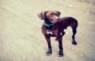 Alanya’da kaybolan av köpeği her yerde aranıyor