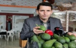 Alanyalı üreticinin hedefi 60 milyon avokado!