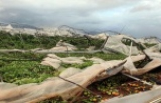 Dünkü hortumda yüzlerce sera yıkıldı!