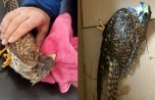 Jandarma yaralı kuşa el uzattı