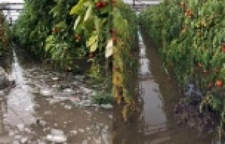 Sağanak yağmur seraları göle çevirdi!