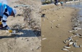 Alanya’da sahile vuran balıkların ölüm nedeni...