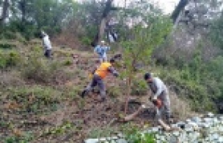 Büyükşehirden Alanya'daki mezarlıklara bakım